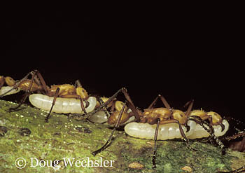 Army ants carrying ant larvae