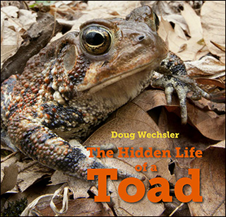 The Hidden Life of a Toad