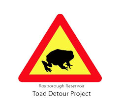 Toad Detour