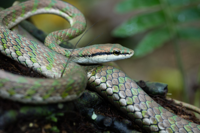 Buenaventura Snakes
